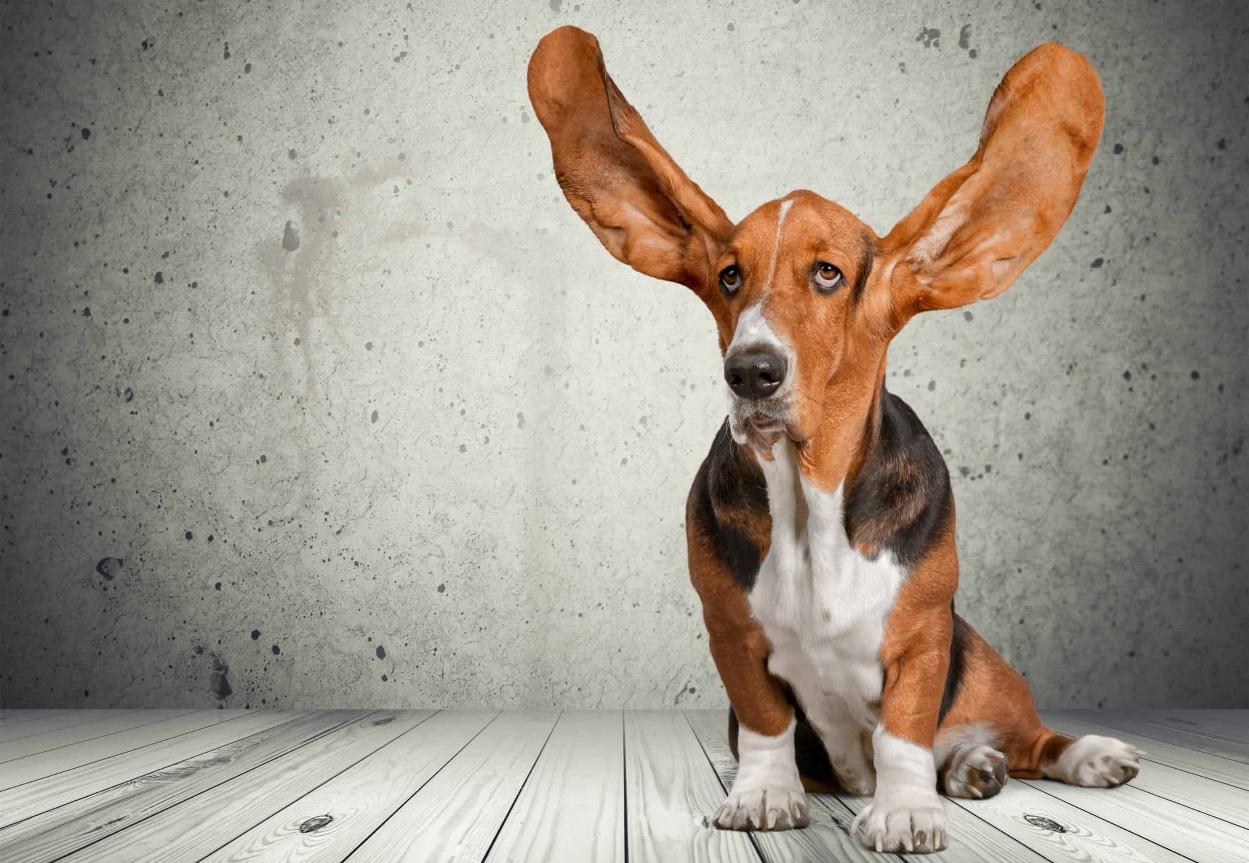 Hunde mit langen Ohren