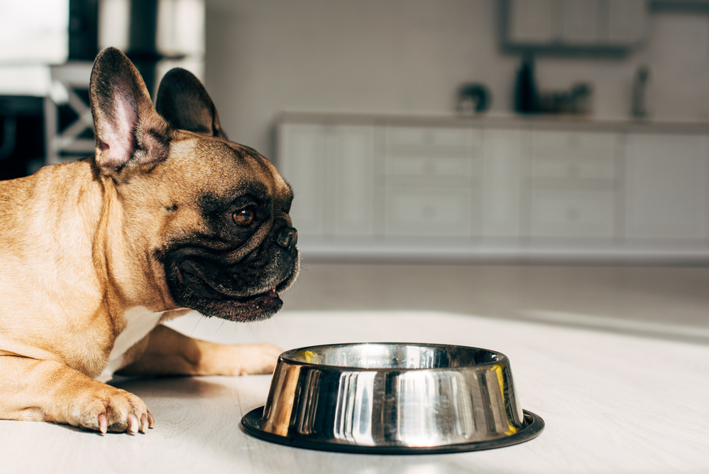 Schonkost für Hunde selbst zubereiten