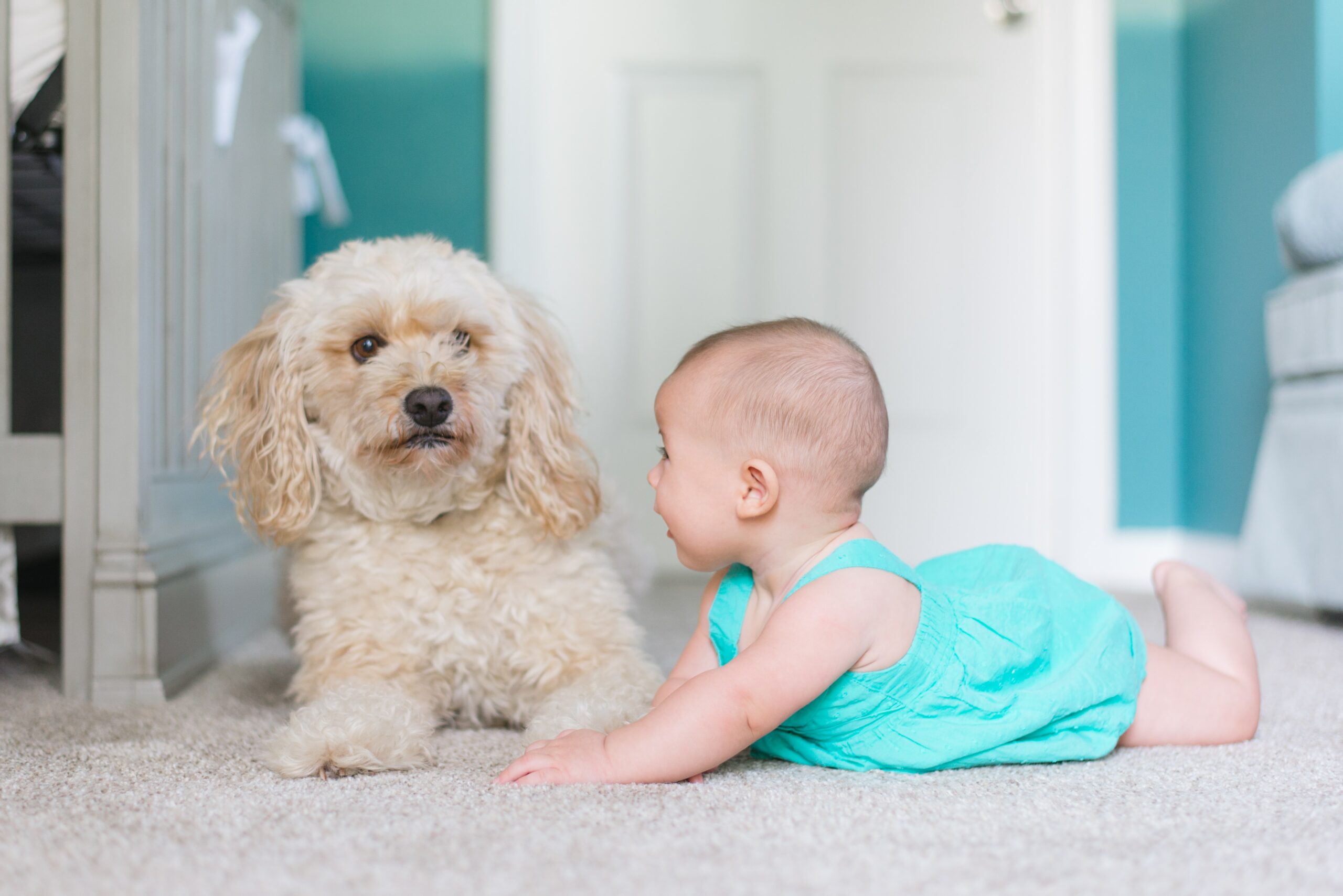 Und plötzlich ist das Baby da – wie klappt das Kennenlernen zwischen Baby und Hund?