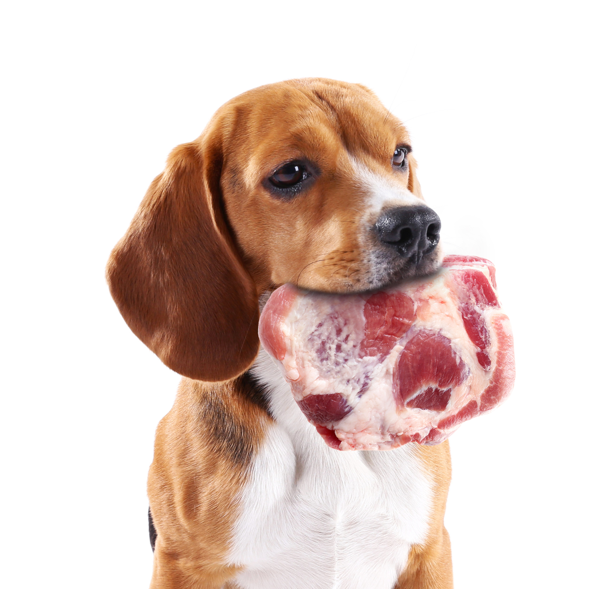 Gesundes Fleisch für Hunde