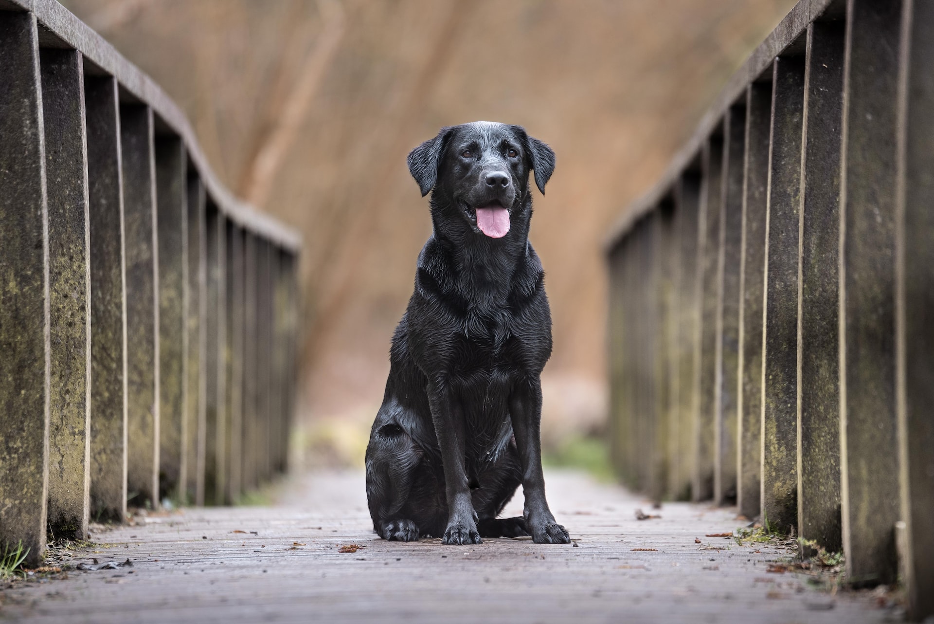 Blogreihe zu Hunderassen: Der Labrador
