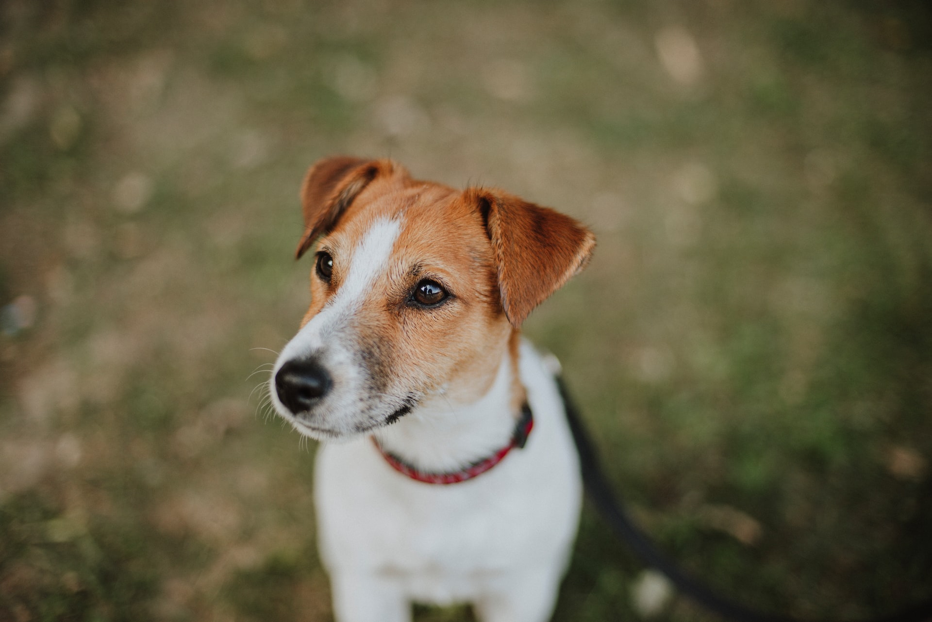 Blogreihe zu Hunderassen: Der Jack Russell Terrier