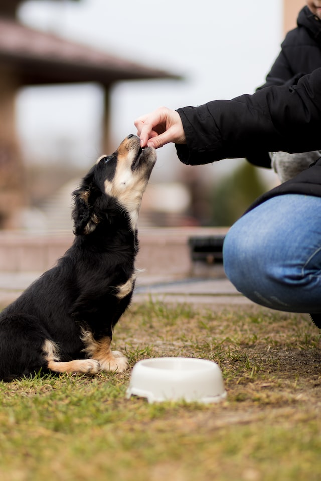 Reico Hundefutter Test: Wieso Tests mit Vorsicht zu genießen sind