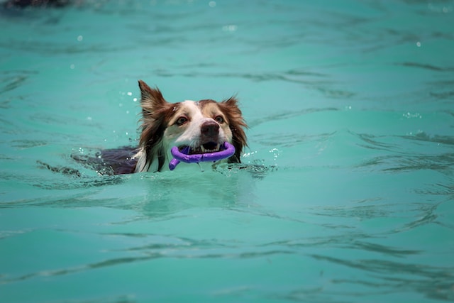 Wassersport mit Hunden