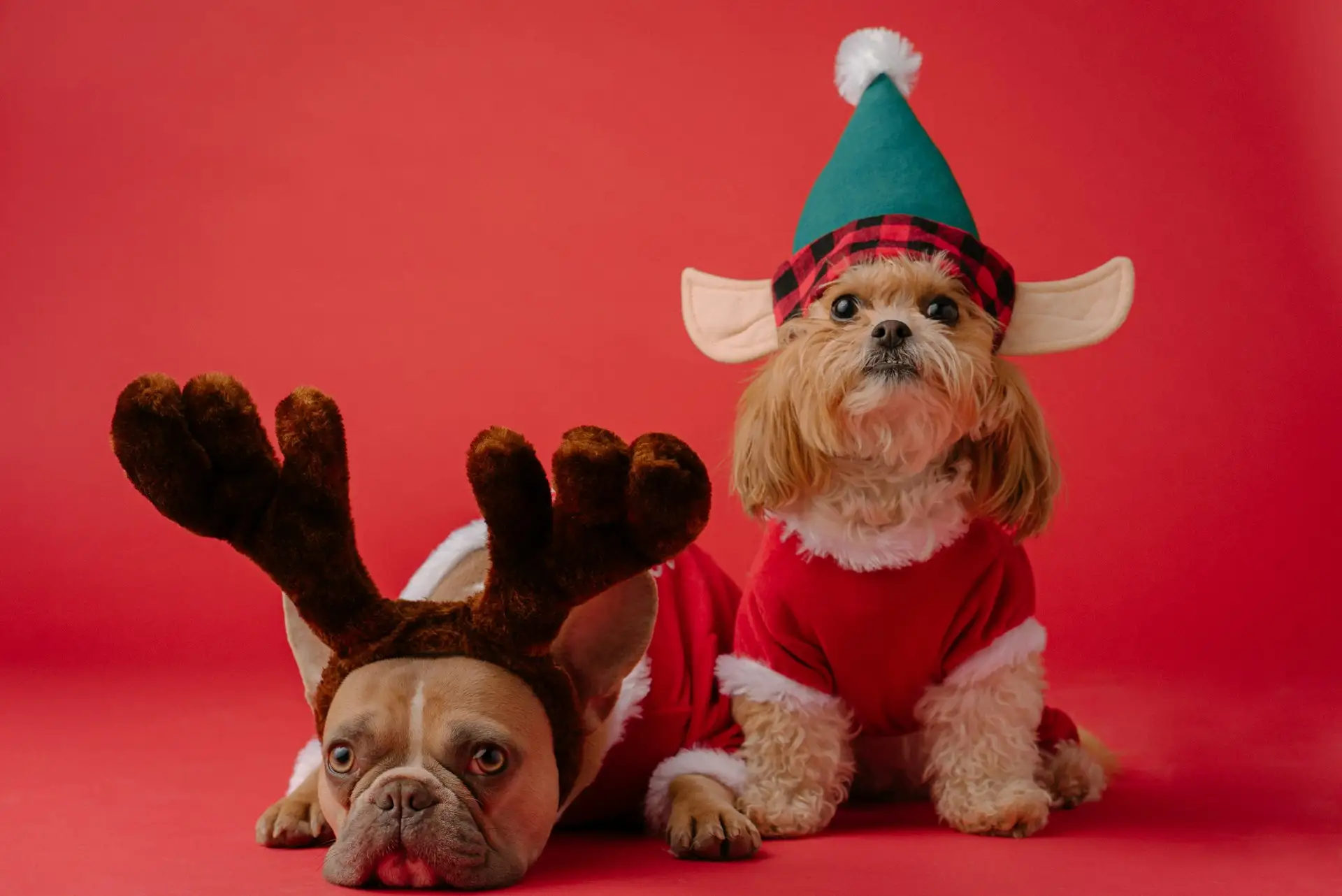 Vor einem roten Hintergrund sitzen zwei kleine Hunde in jeweils einem Rentier- und einem Weihnachtselfkostüm.