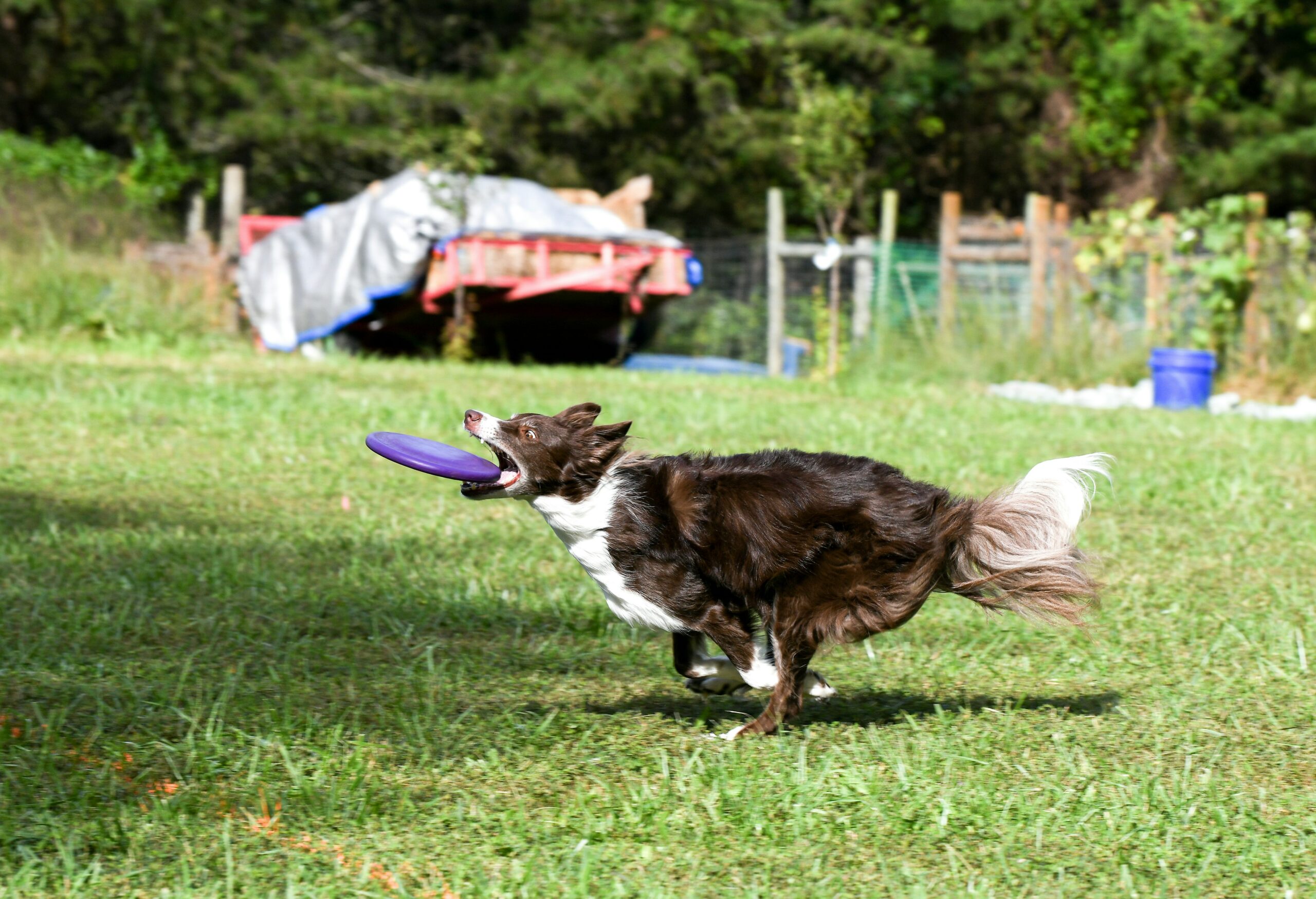 Ein Hund kurz davor eine Frisbee-Scheibe einzufangen