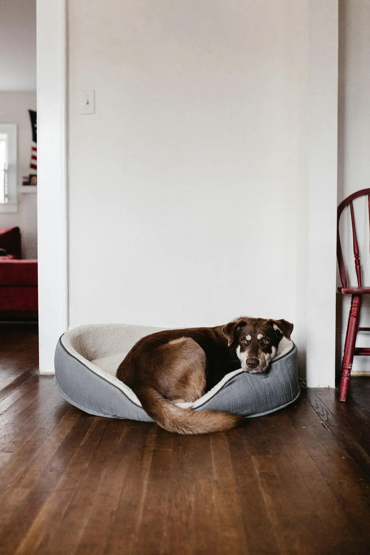 Ein brauner Hund liegt in einem grauen Stoffkörbchen. Der Boden um ihn herum besteht aus dunkelbraunem Holz.