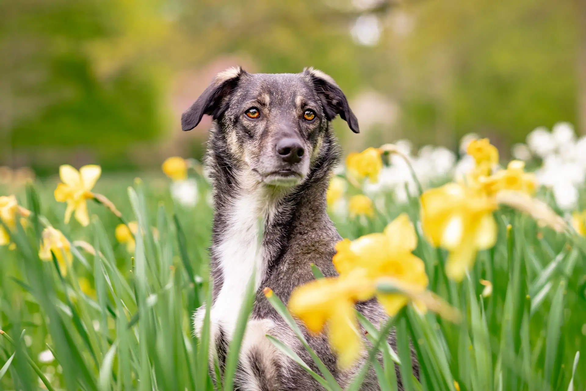 Hund steht im Frühling auf einer Blumenwiese