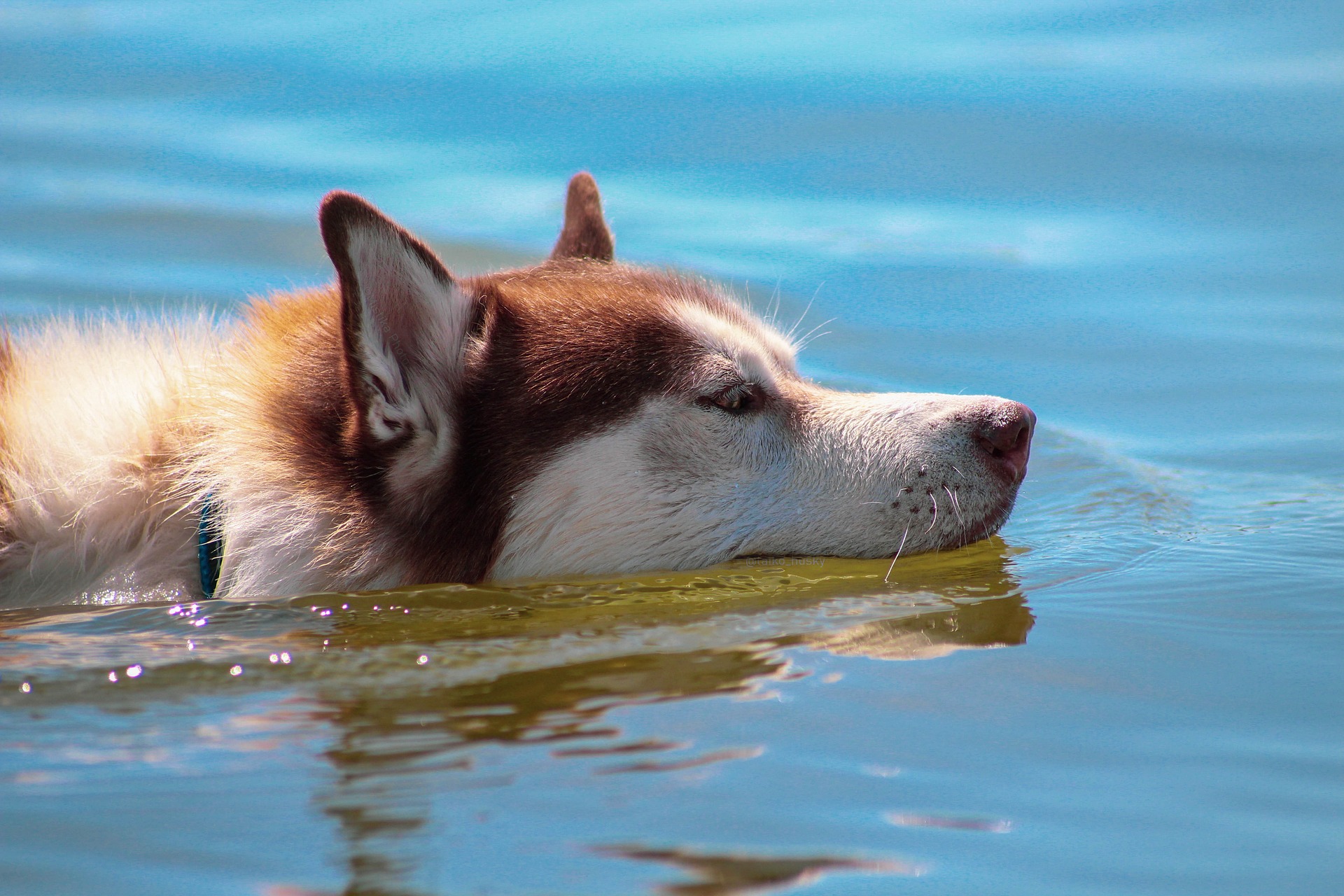 Hund schwimmt im Pool