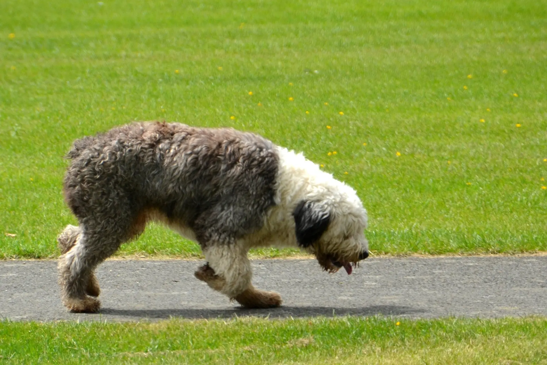 Bobtail Hunderasse