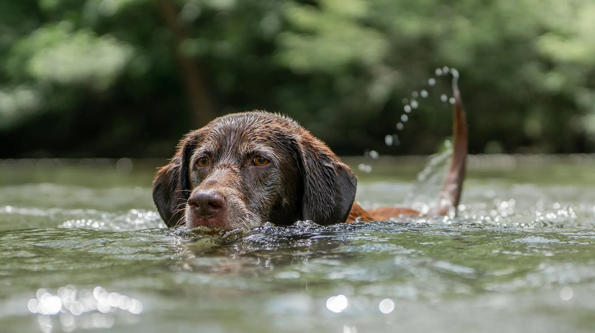 Hundesport Dog Diving