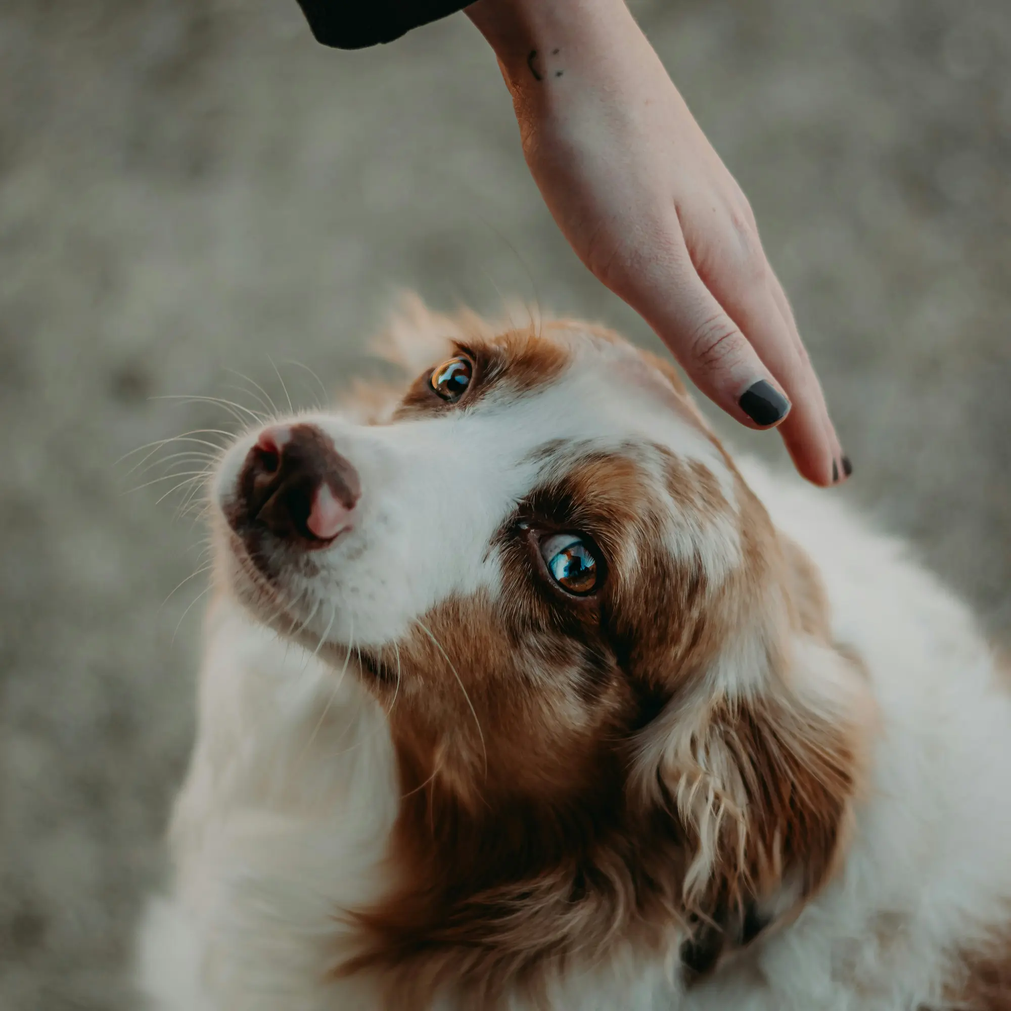 Tipps zur Hundebetreuung