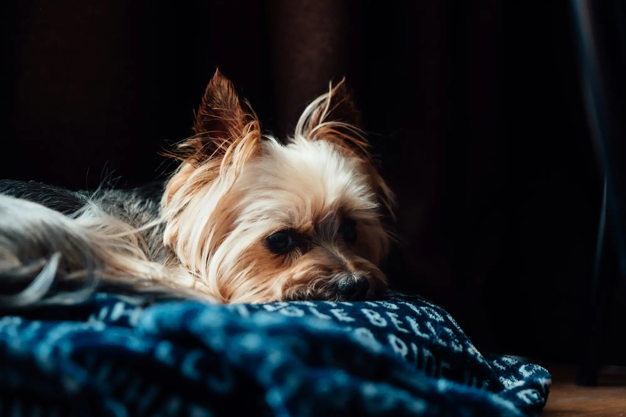 Yorkshire Terrier Hunderasse